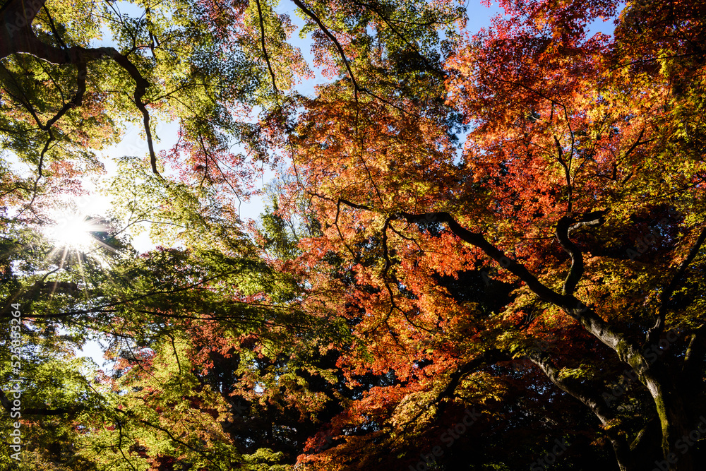 陽を浴び紅葉を彩る木