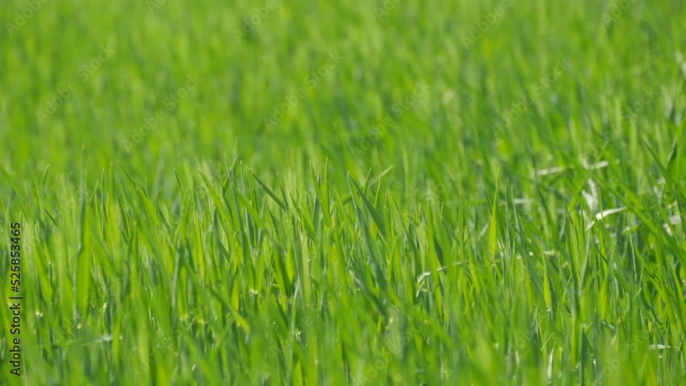Green fresh young wheat in the fields grows and ripens for the future harvest Green fresh young wheat in the fields grows and ripens for the future harvest
