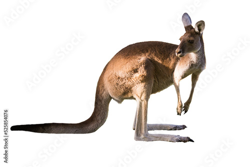 Beautiful kangaroo standing in alert position Perth, Western Australia, Australia