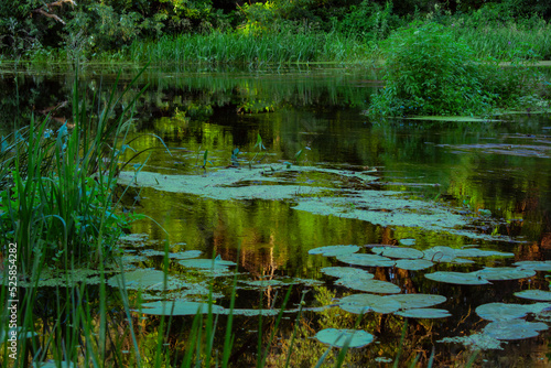 reflection in the pond