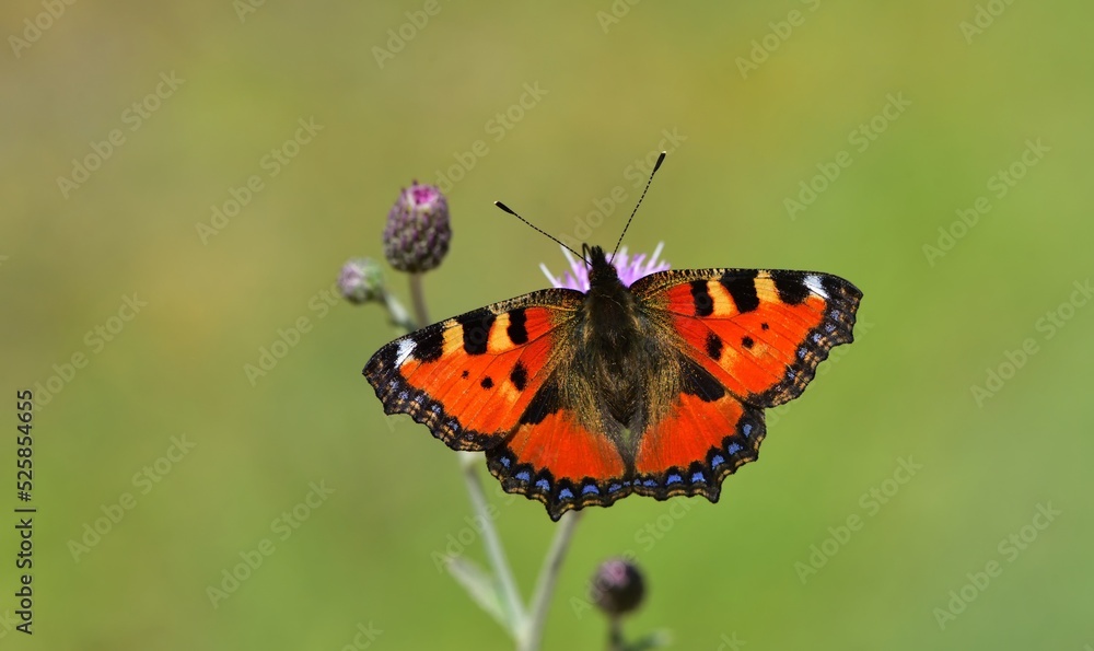 Aglais urticae 813 Aglais urticae 813