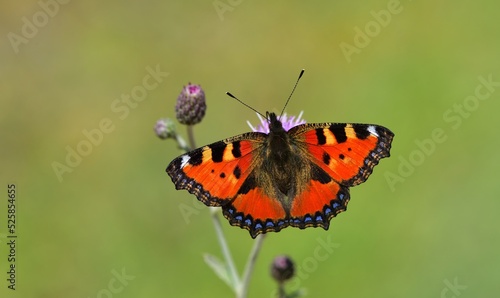 Aglais urticae  813 © his45