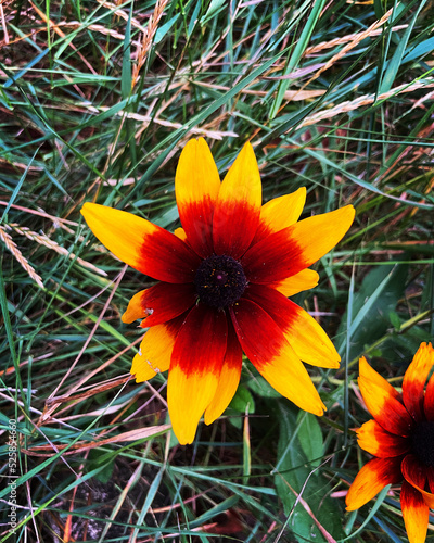 Vibrant yellow flower