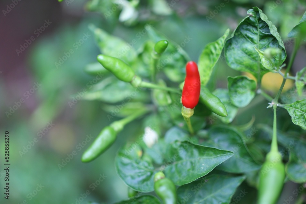 red chili pepper