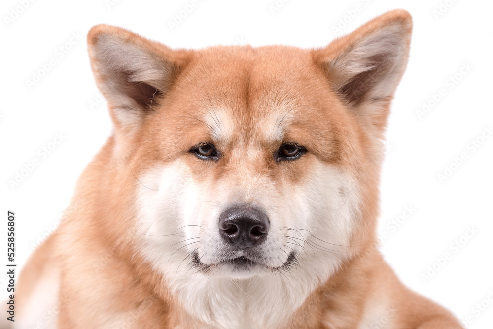 Portrait of Happy Akita Inu Dog