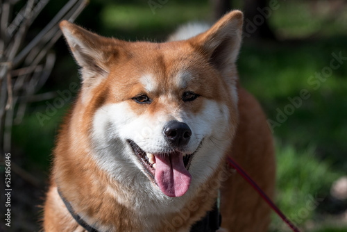 Portrait of Happy Akita Inu Dog