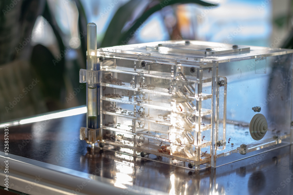 An ant farm with a colony of ants in a transparent container for studying and observing the life of ants