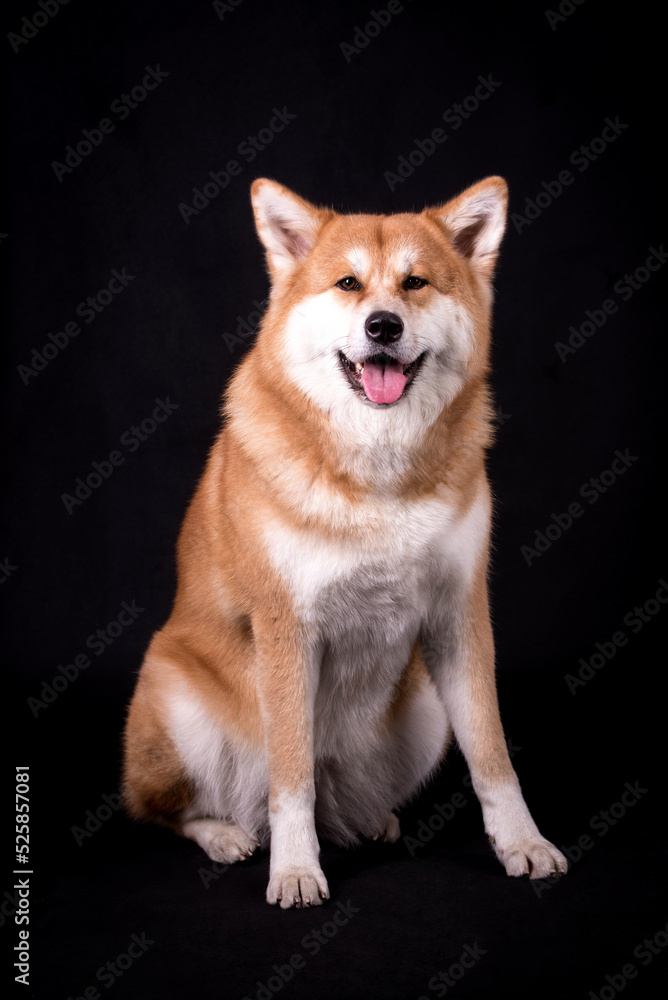 Portrait of Happy Akita Inu Dog