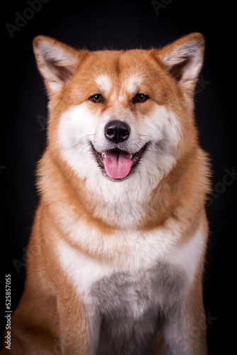 Portrait of Happy Akita Inu Dog