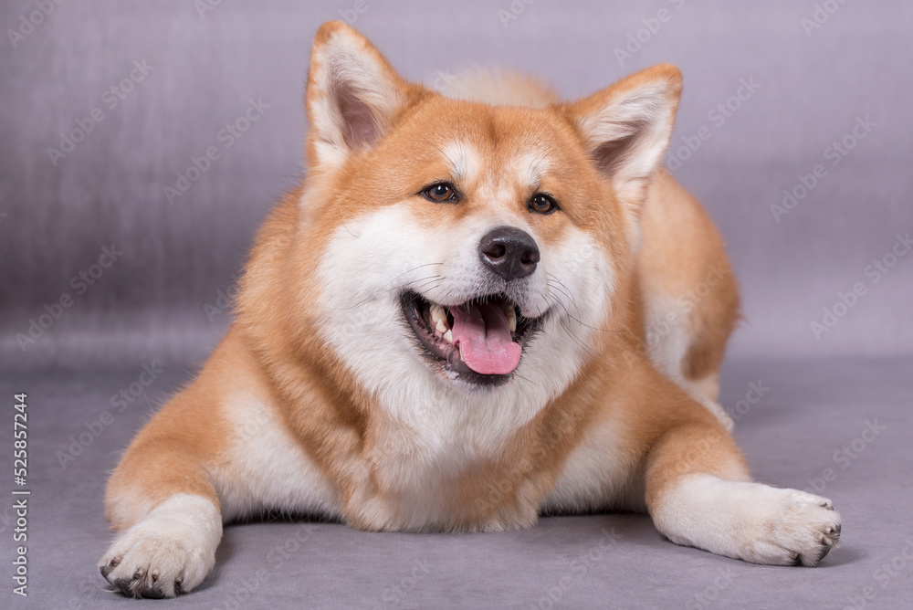 Portrait of Happy Akita Inu Dog