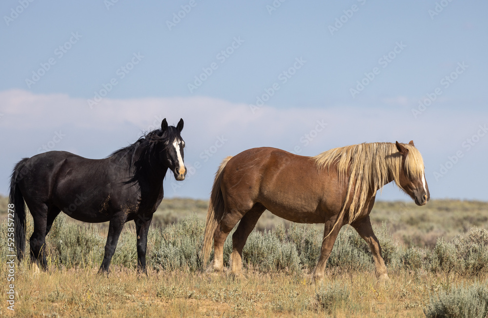 Wild Horses in Summer in the Wyoming Desert Wild Horses in Summer in the Wyoming Desert