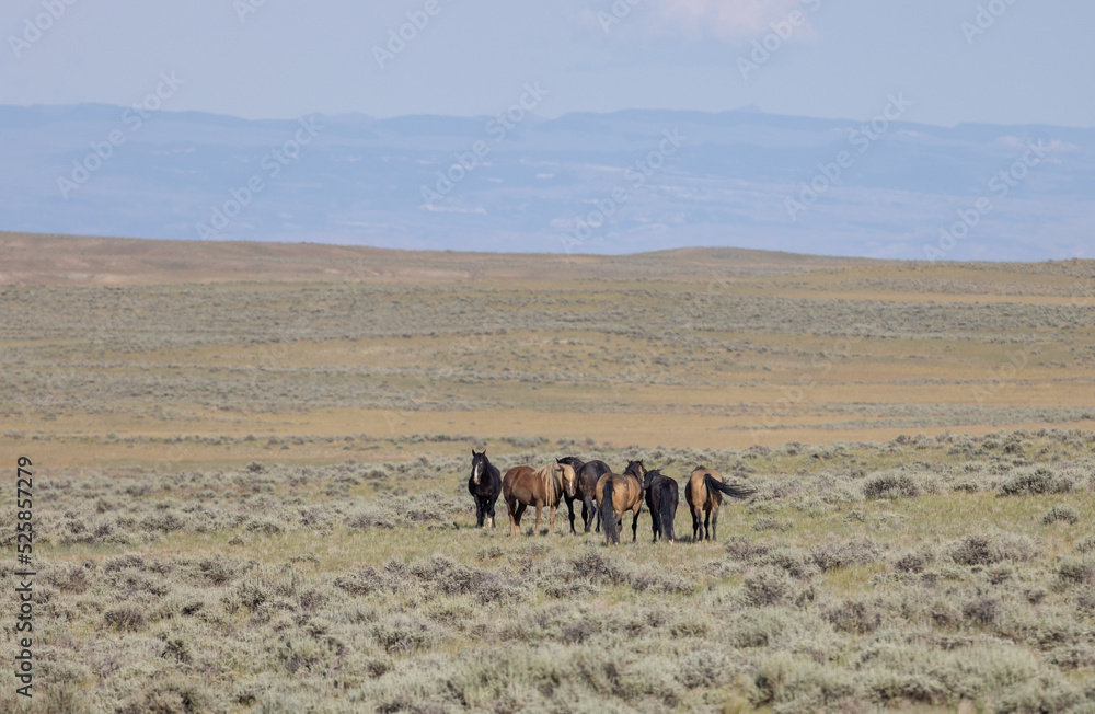 Wild Horses in Summer in the Wyoming Desert Wild Horses in Summer in the Wyoming Desert