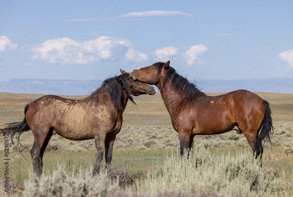 Wild Horses in Summer in the Wyoming Desert Wild Horses in Summer in the Wyoming Desert