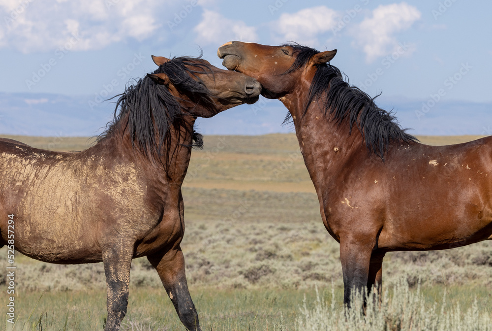 Wild Horses in Summer in the Wyoming Desert Wild Horses in Summer in the Wyoming Desert