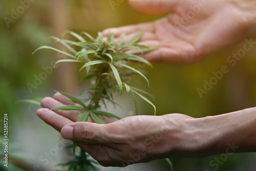 Soft focus on Agriculturist, Gardener male's hand holding and presenting Flowering tops of the cannabis plant, Freedom of legally grow marijuana.