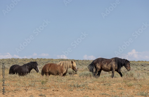 Wild Horses in Summer in the Wyoming Desert