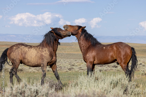 Wild Horses in Summer in the Wyoming Desert