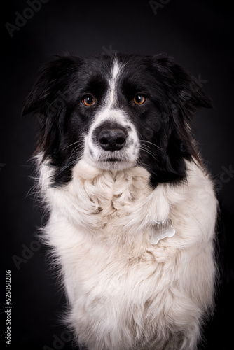 portrait of the Border Collie Dog © angloma
