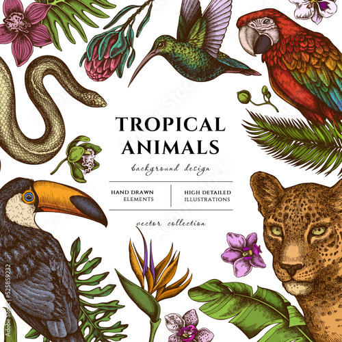 Tropical animals hand drawn illustration design. Background with retro leopard, snake, hummingbird, toucan, scarlet macaw, monstera, banana palm leaves, strelitzia, protea, phalaenopsis.