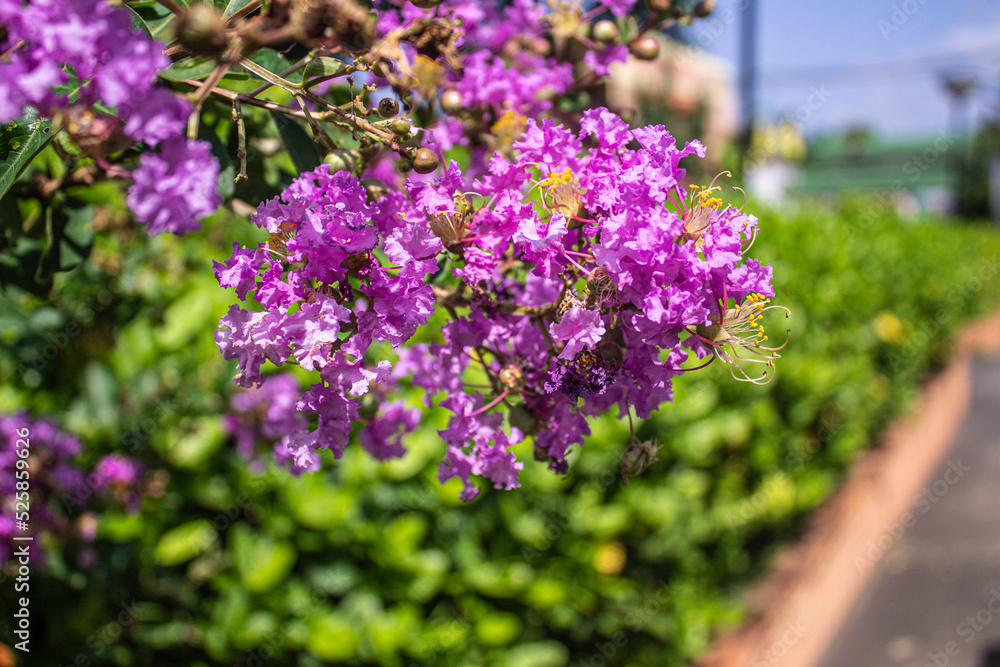 Obraz premium purple flowers in the garden