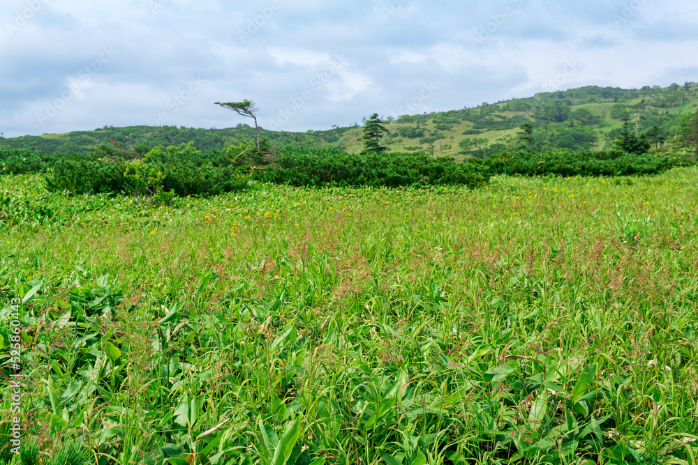 natural mountain landscape on Kunashir island, partially blurred, focus on nearby blooming grass and bamboo stems natural mountain landscape on Kunashir island, partially blurred, focus on nearby blooming grass and bamboo stems