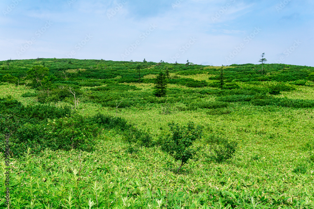 thickets of sasa bamboo and dwarf pines on Kunashir island, natural typical landscape