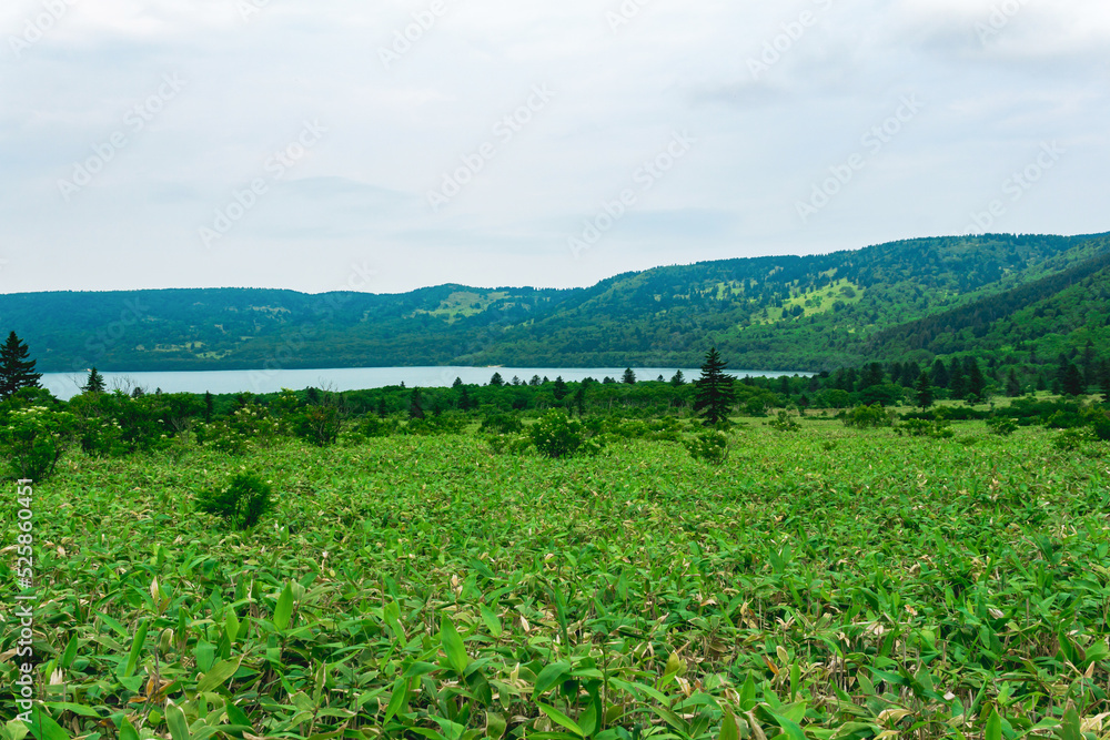 natural landscape of Kunashir island, view of the Golovnin volcano caldera with hot lake thickets of sasa and dwarf pines