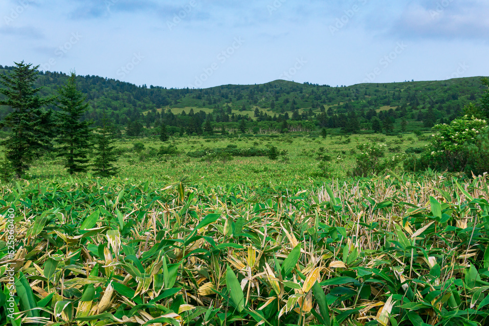 natural landscape of Kunashir island, mountain forest with bamboo sasa thickets on a foreground natural landscape of Kunashir island, mountain forest with bamboo sasa thickets on a foreground