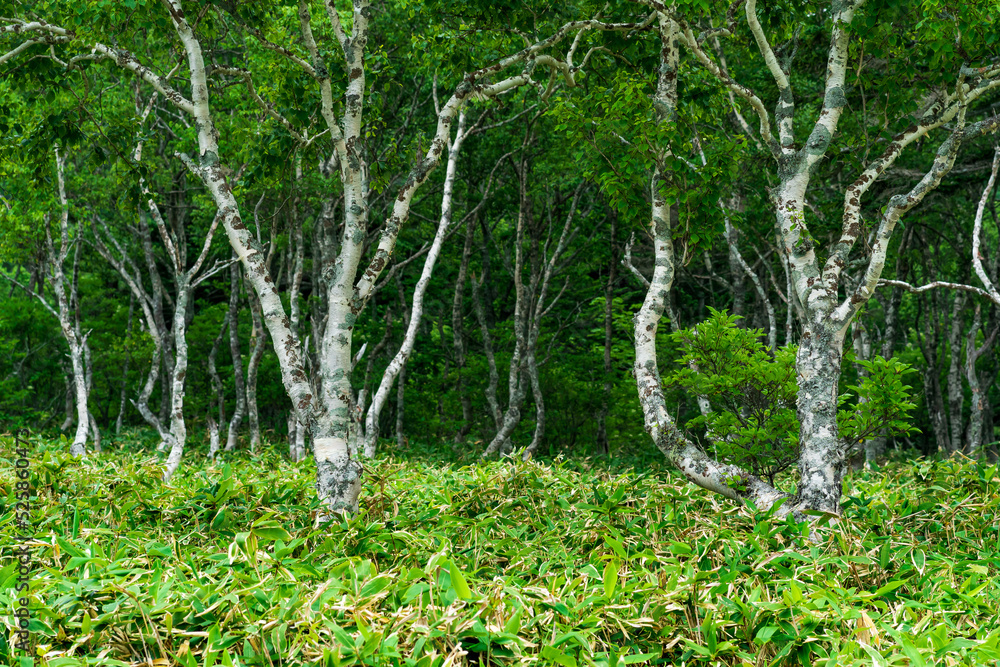 Obraz premium stone birches among bamboo thickets, wooded landscape of Kunashir island, monsoon coastal forest