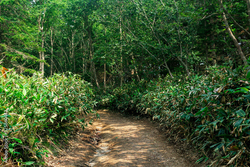 dirt road among bamboo in subtropical forest, Kunashir photo