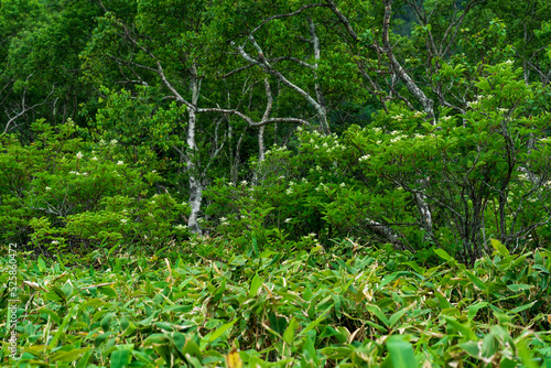 wooded landscape of Kunashir island  monsoon coastal forest with curved birches and bamboo thickets