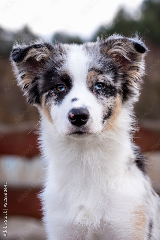 portrait of the Australian Shepherd Puppy dog portrait of the Australian Shepherd Puppy dog