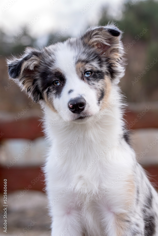 portrait of the Australian Shepherd Puppy dog portrait of the Australian Shepherd Puppy dog