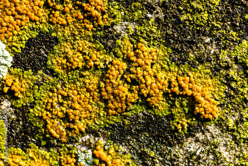 Close Up of Moss Lichen Urban Decay Texture Background © NeoStock