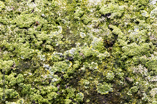 Close Up of Moss Lichen Urban Decay Texture Background