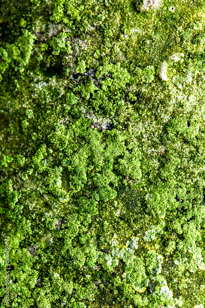 Close Up of Moss Lichen Urban Decay Texture Background Close Up of Moss Lichen Urban Decay Texture Background