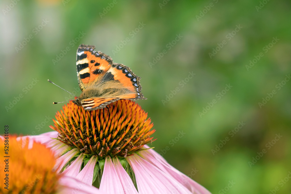 A diurnal butterfly urticaria sits on a flower of Echinacea purpurea. A diurnal butterfly urticaria sits on a flower of Echinacea purpurea.