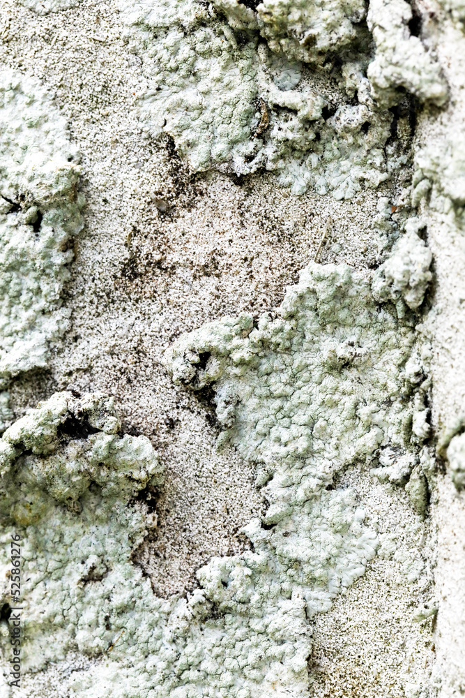 Close Up of Moss Lichen Urban Decay Texture Background Close Up of Moss Lichen Urban Decay Texture Background