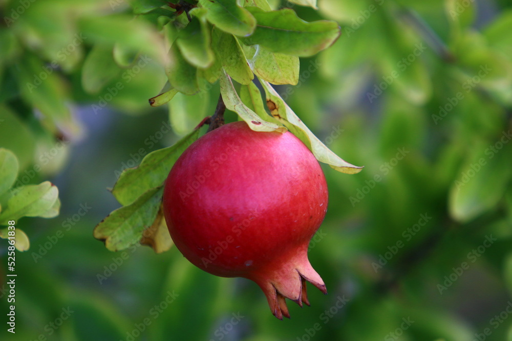 Pomegranates on a tree in a city park. Pomegranates on a tree in a city park.
