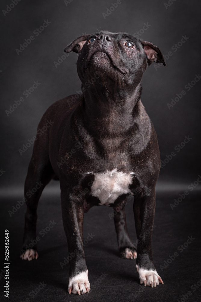 portrait of the Staffordshire Bull Terrier - Staffy, Stafford portrait of the Staffordshire Bull Terrier - Staffy, Stafford
