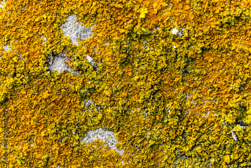 Close Up of Moss Lichen Urban Decay Texture Background © NeoStock
