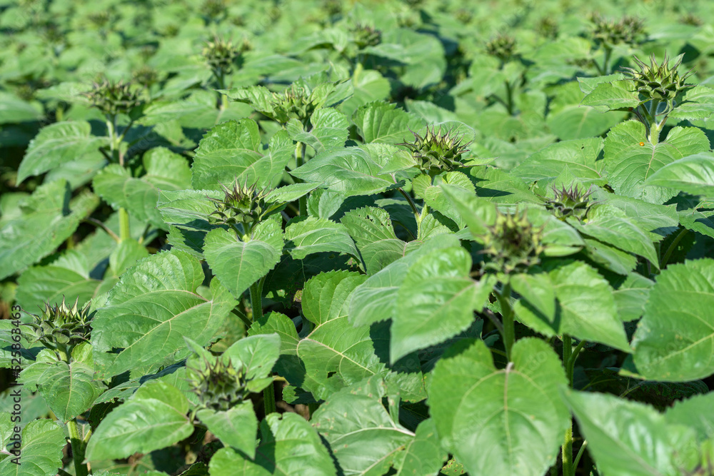 Soon to be Sunflowers Soon to be Sunflowers