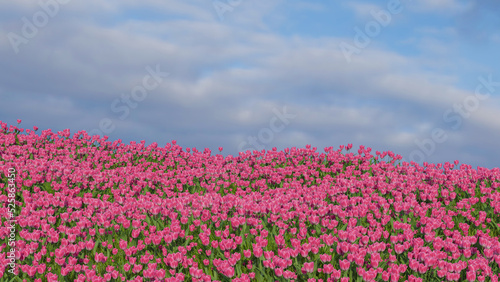 Wallpaper Mural Beautiful tulips field. Beautiful spring flowers. background of flowers, 3D Rendering. Torontodigital.ca