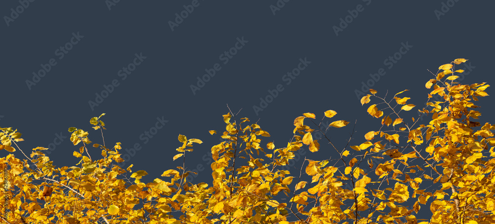 Yellow autumn foliage isolated on gray background with copy space for seasonal banner of weather with autumn leaves.