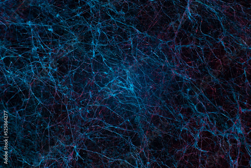 blue texture network abstraction natural mycelium mold neurons