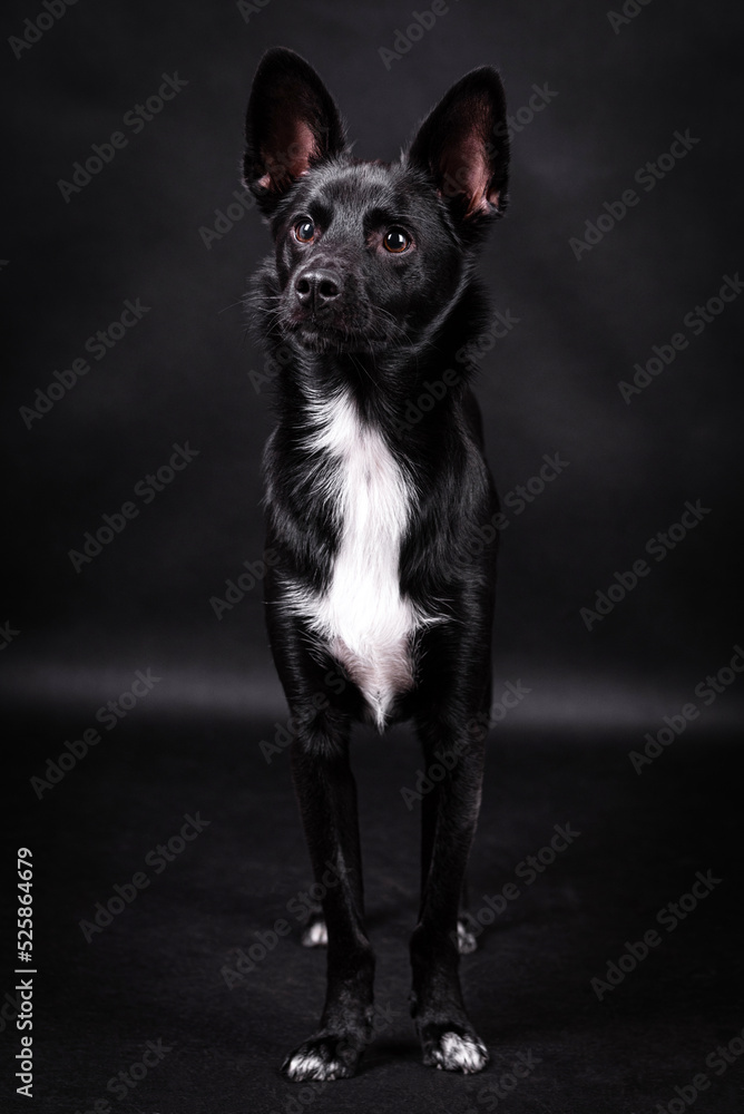 the portrait of black Mongrel, Mutt Dog the portrait of black Mongrel, Mutt Dog