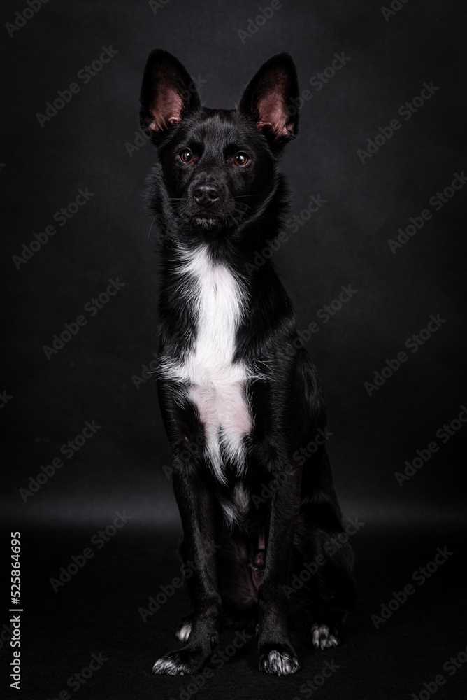 the portrait of black Mongrel, Mutt Dog