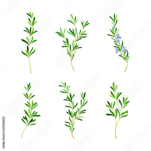 Set of fresh rosemary sprigs, spice herb cartoon vector illustration