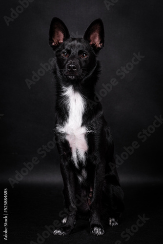 the portrait of black Mongrel, Mutt Dog © angloma