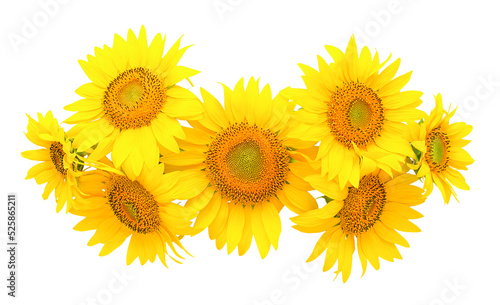 seven sunflower flowers laid out on a white background
